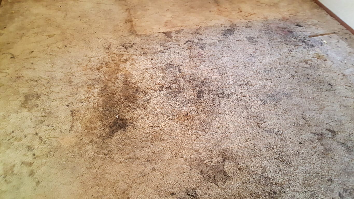 Heavily stained and soiled carpet in a rental home before move-out